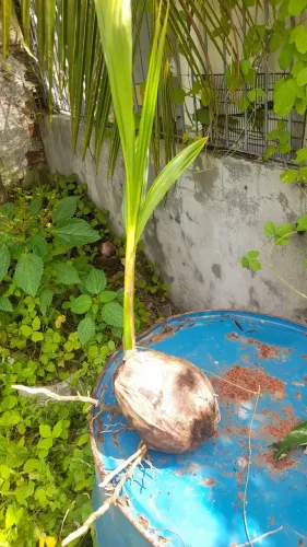 Mudas de coqueiro anão gigante