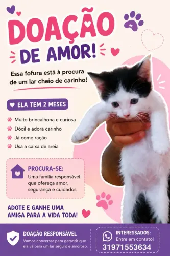 gatinha de 2 meses para adoção