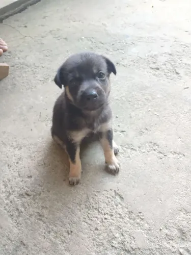 Estou doando essa cachorrinha