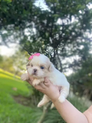 Shih tzu bem linda
