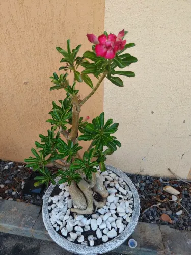 Vendo rosa do deserto adulta enxertada
