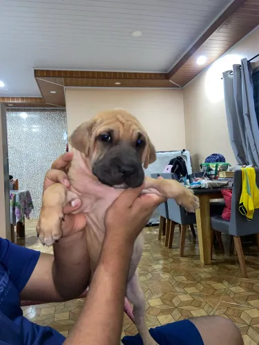 Filhote de sharpei mestiço