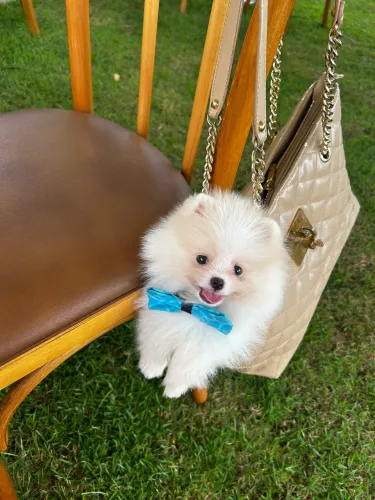 LULU DA POMERANIA MINI