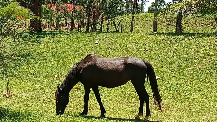 Poldra mansa manga larga 1ano e 2 meses 