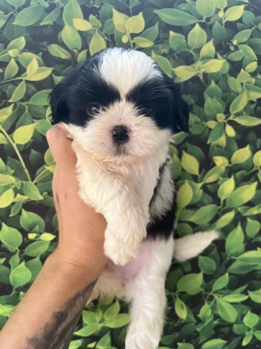 Shih Tzu fêmea 
