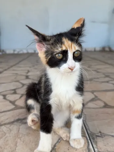 Adoção Responsável ! Gatinha - filhote