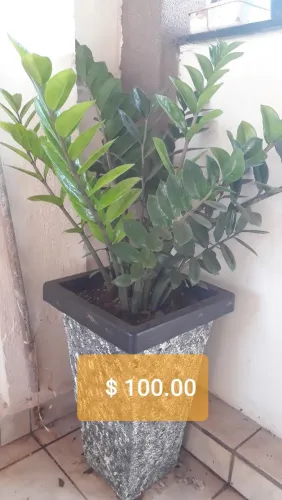 Vendo lindíssimo vaso c/ linda planta zamioculca já formada