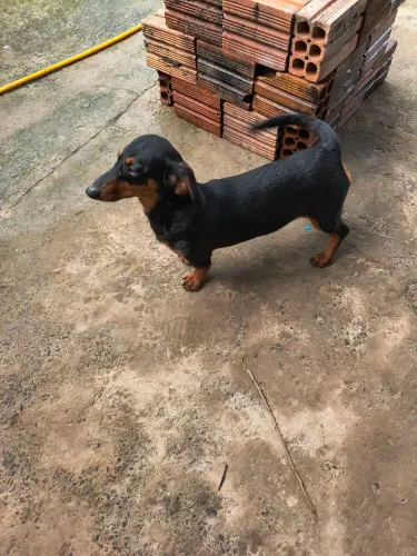 Vendo cachorro linguicinha de 5 meses ou troco por outra raça.