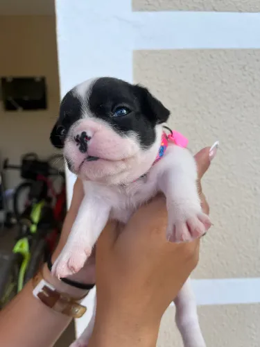 Filhotes de Bulldog francês