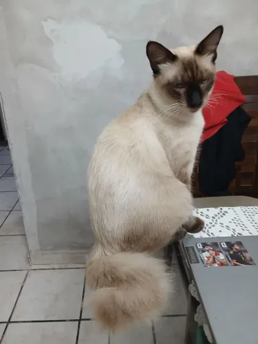 Doação de um gato super lindo muito peludo rabo bem flocado dócil tem 10 meses