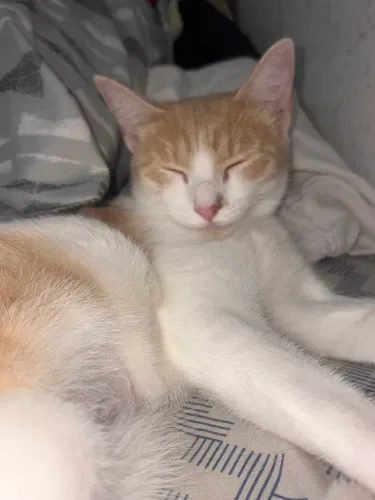 DOAÇÃO GATINHA TINA