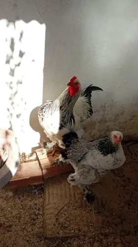 Galo Brahma light