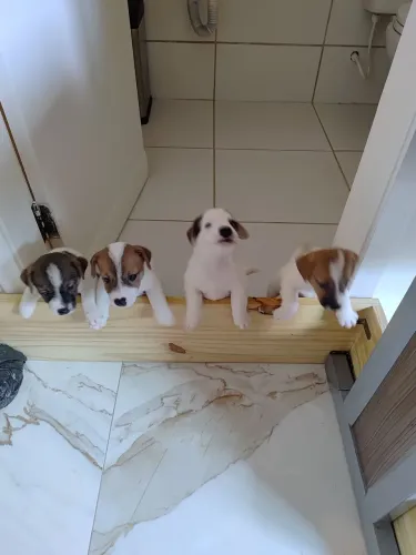 Filhotes Jack russell com pedigree CBKC