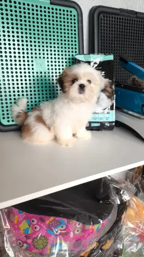 Filhote de shih-tzu