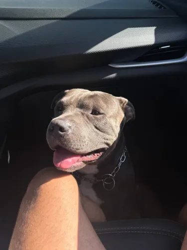 American Bully para cobertura (cruzar)