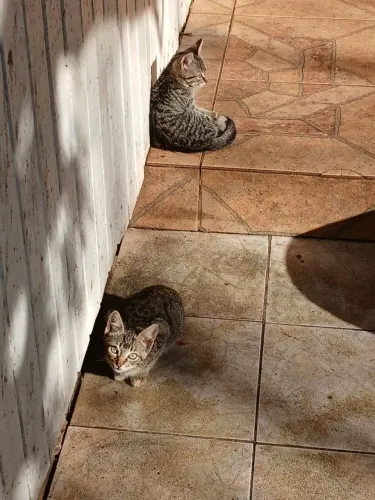 Doação | Gatas filhotes