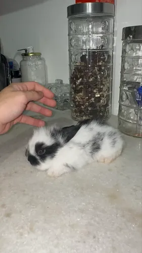 Coelho Mini Loop