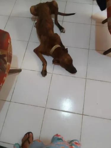 Cachorrinho Pitbull com SRD 