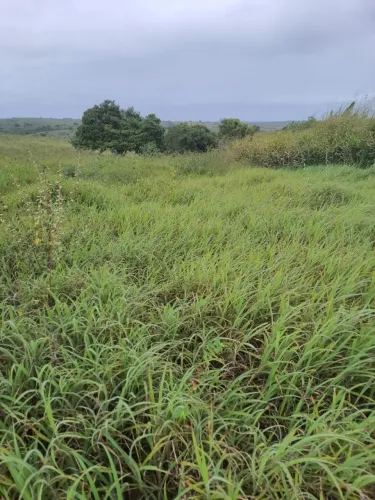 Fazenda estruturada com 40 hectares na região de Monte Alegre