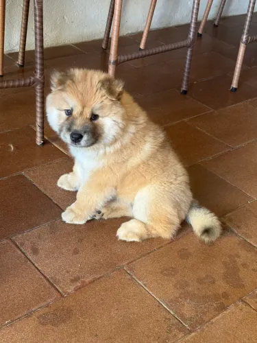 Chow chow 