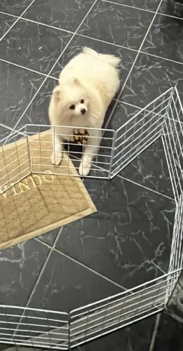 Lulu da pomerania macho disponível para cruza arapiraca e região *20 zap 