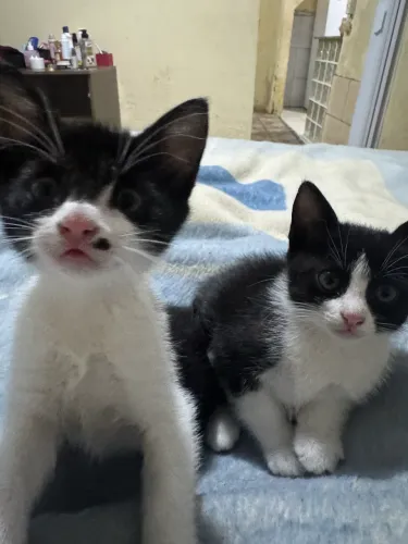 Doação de gatinhos em Gravataí 