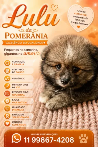 Lulu da Pomerania / Spitz Alemão Macho  - Laranja Sable 