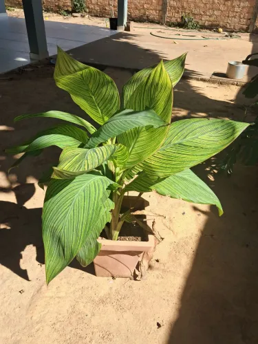 Planta