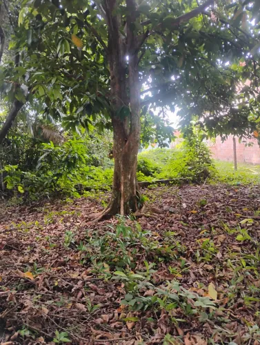 Terreno benevides