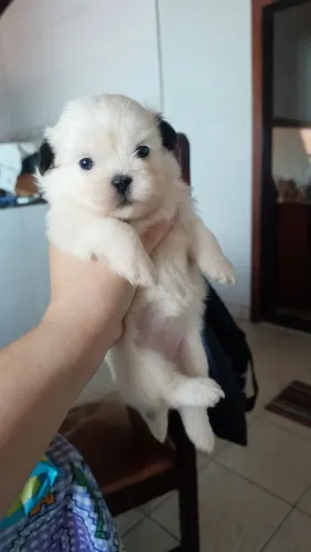 Filhote de lhasa apso
