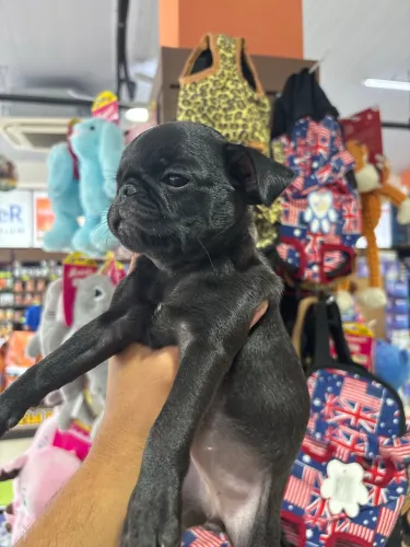 Pug macho e fêmea disponível