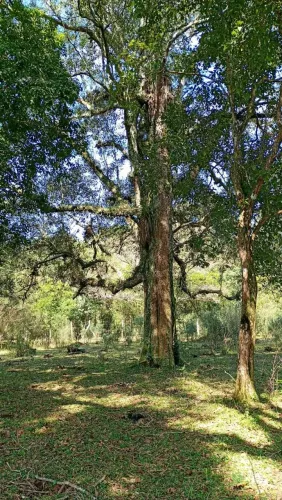 Linda chacrinha (terreno)para fazer uma casa de campo