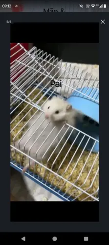 Hamster Sírio