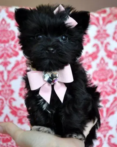 Entregamos!! Princesa Yorkshire black femea