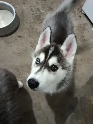 Filhote de Husky siberiano Macho