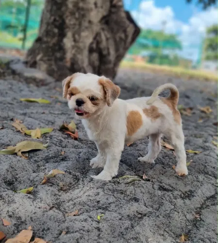 Shih tzu adulta 