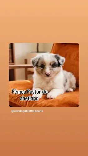 Pastor de shetland