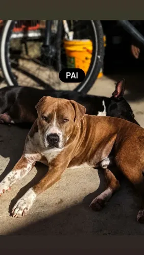 Filhotes de Monster com Amstaff