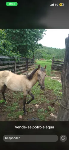 Vende-se potro