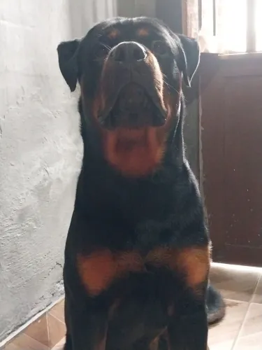 Rottweiler 