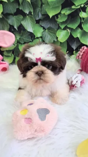 Linda bb Shihtzu filhote