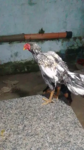 Frango indio mura 