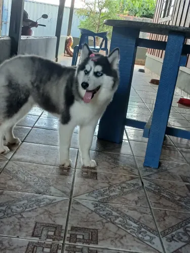 Husky siberiano fêmea a venda
