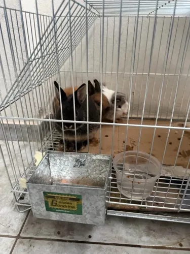 Vende-se mini coelho e porquinho da índia