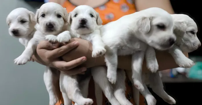 Cachorro Filhote de poodle, leia a descrição