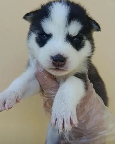 Husky siberiano lindo filhote [
