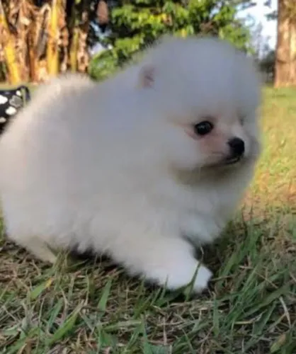 Vendo um filhote de Spitz alemão