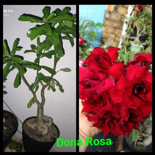 Rosa do deserto Dona Rosa - castanhal 