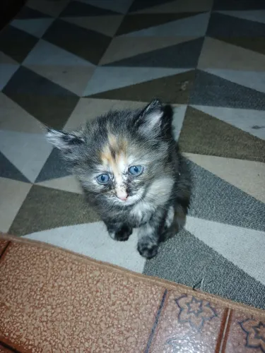 DOAÇÃO DE GATA FÊMEA
