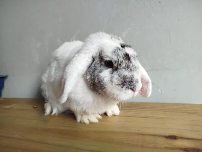 Coelha Adulta reprodutora/Pet.